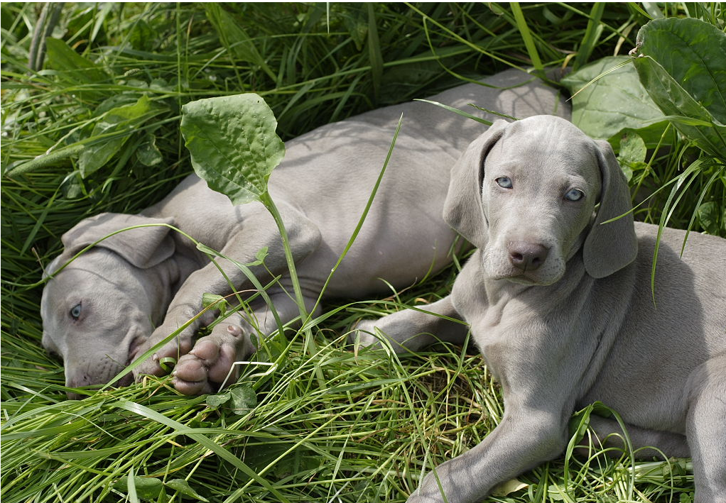 Two Weimaraner Puppy laying on the grass with each other taking sun bath.PNG
