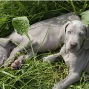 Two Weimaraner Puppy laying on the grass with each other taking sun bath.PNG

