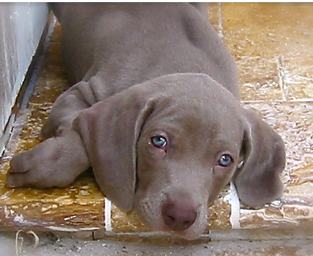 Weimaraner Puppy looking straight to the camera.PNG
