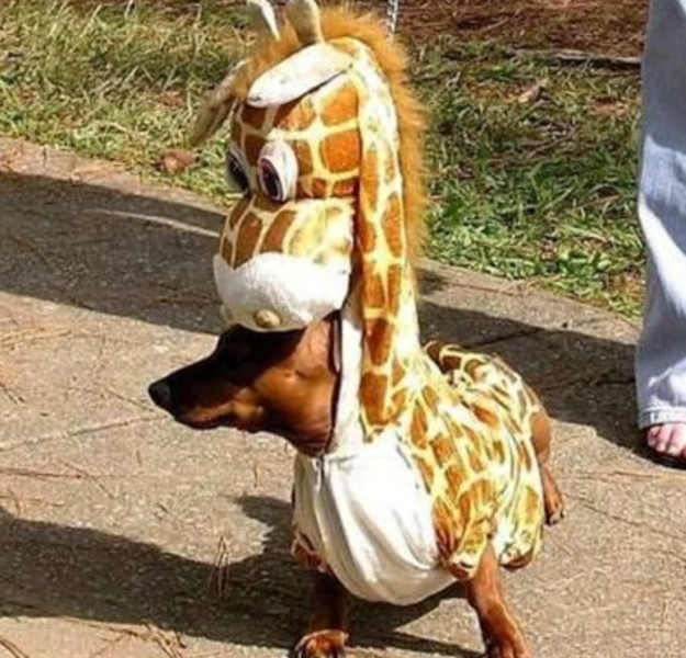 Dog halloween costume picture.PNG
