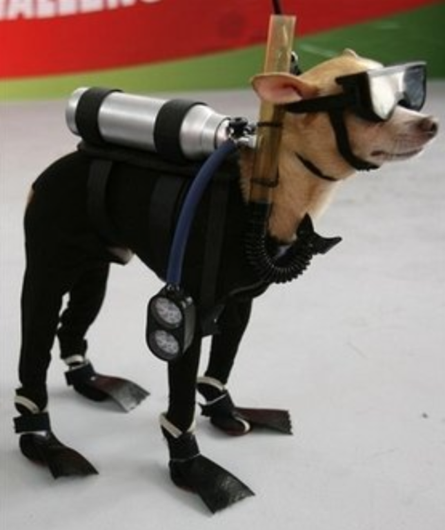 Funny picture of dog custome with a Chihuahua as a scuba diver.PNG
