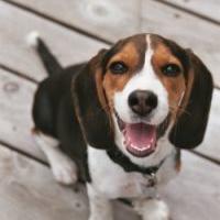 Beagle pup with funny face.jpg
