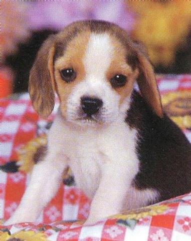 Beagle pup.jpg
