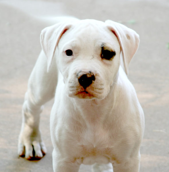 American Bulldog pup images.PNG
