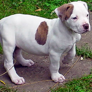 Image of american bulldog terrier.PNG
