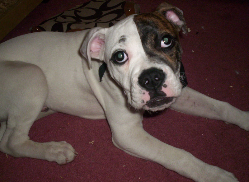 mini american bulldog puppy pictures.PNG
