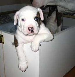Photo of doberman american bulldog puppy in white and dark dots.PNG
