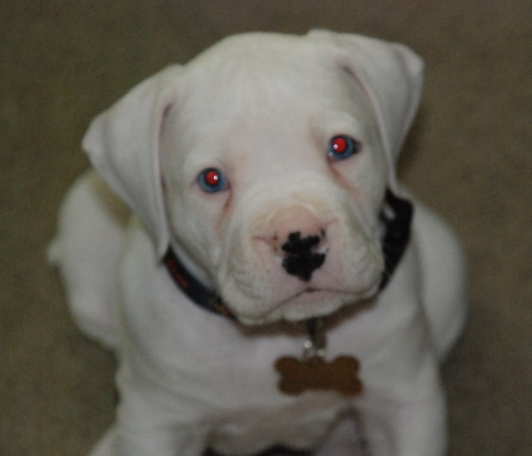 Photo of puppy of american boxer bulldog  in white.PNG
