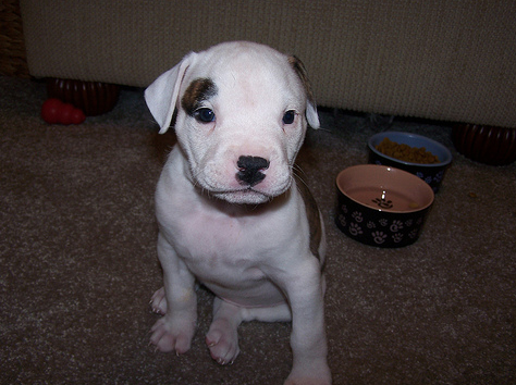 Picture of puppy american bulldog mix.PNG
