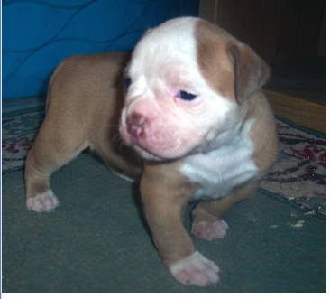 Tan american bulldog terrier pup with white dots.PNG
