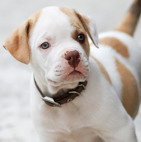 Tan and white american bulldog boxer puppy photo.PNG
