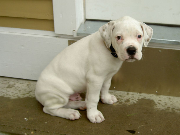 The american bulldog white.PNG
