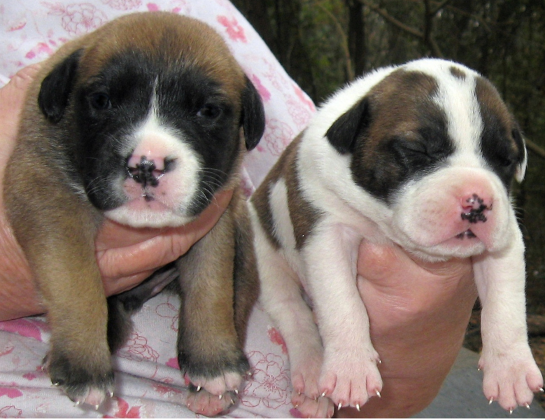 Two american bulldog puppies pictures.PNG
