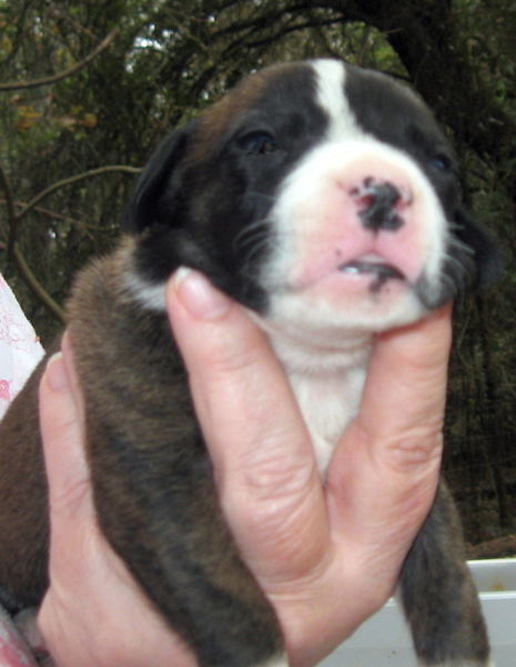 Very young brown American Bulldog puppy with white dots.PNG
