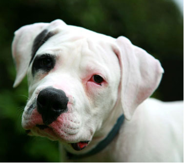 White American Bull dog puppy with black eye.PNG
