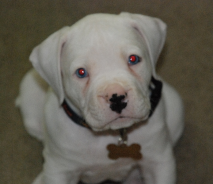 White american bulldog photo.PNG
