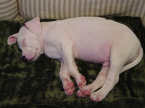 White American Bulldog puppy in deep sleep on the coach.PNG
