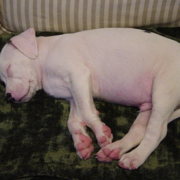 White American Bulldog puppy in deep sleep on the coach.PNG
