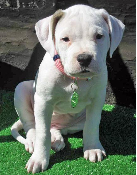 White american bulldog terrier puppy photo.PNG
