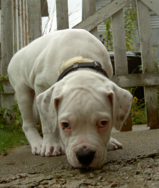 White classic american bulldog pup.PNG
