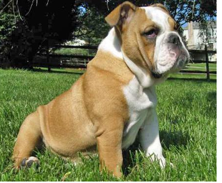 Winnie the Miniature English Bulldog puppy in tan and white.PNG
