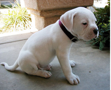 Young white american bulldog labrado puppy.PNG
