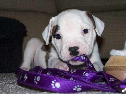 American bulldog mix playing with its leash.PNG
