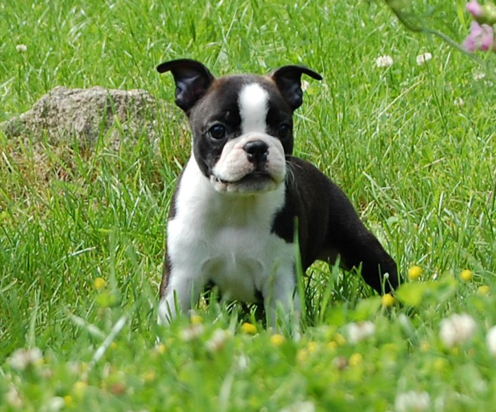 Black and white american bulldog boston terrier puppy playing on the grass.PNG
