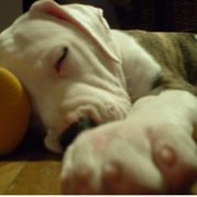 Close up picture of a puppy American Bull dog.PNG
