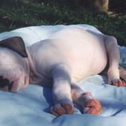 Cute American Bulldog puppy sleeping.PNG

