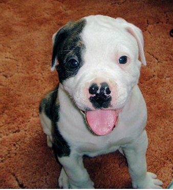 Funny puppy picture of an American Bulldog.PNG
