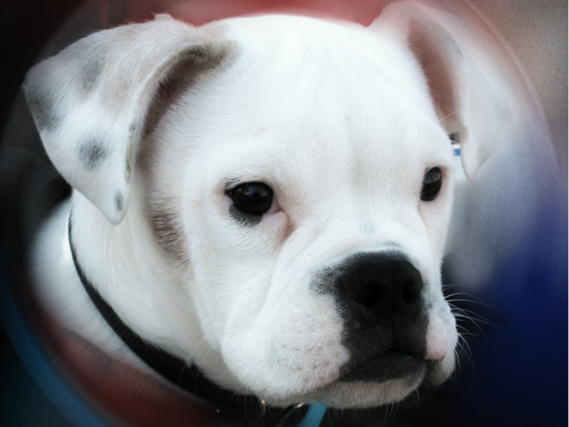 Image of american boxer bulldog puppy.PNG
