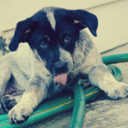 Cute puppy picture of Australian Cattle dog playing with water.PNG
