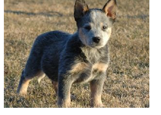 Image of Australian Cattle dog puppy.PNG
