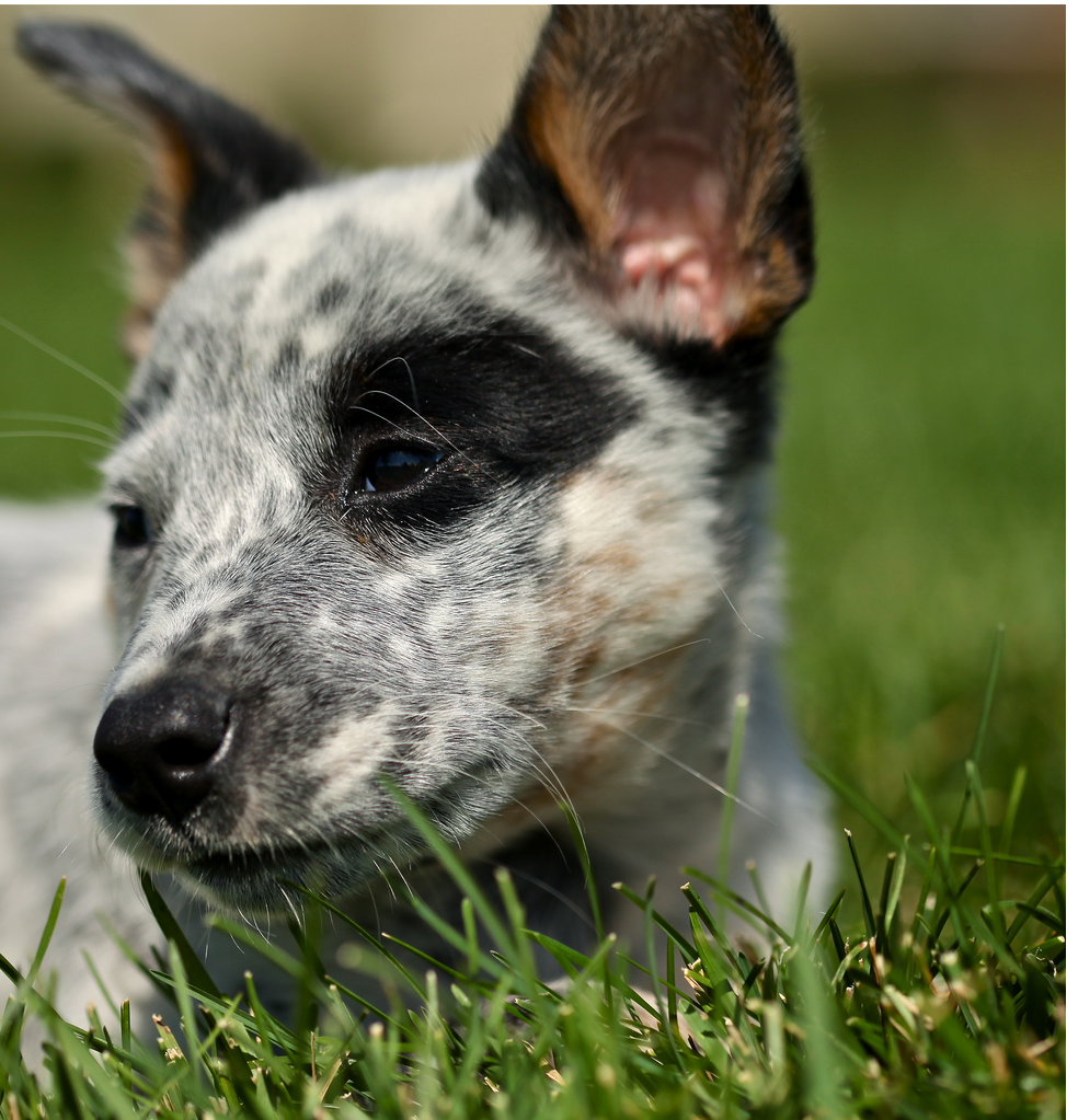 Images of Australian Cattle puppy in white and black with some tan color.PNG

