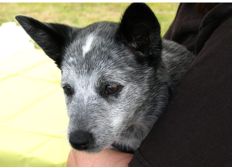 Images of Australian Cattle puppy in white, gray and black.PNG
