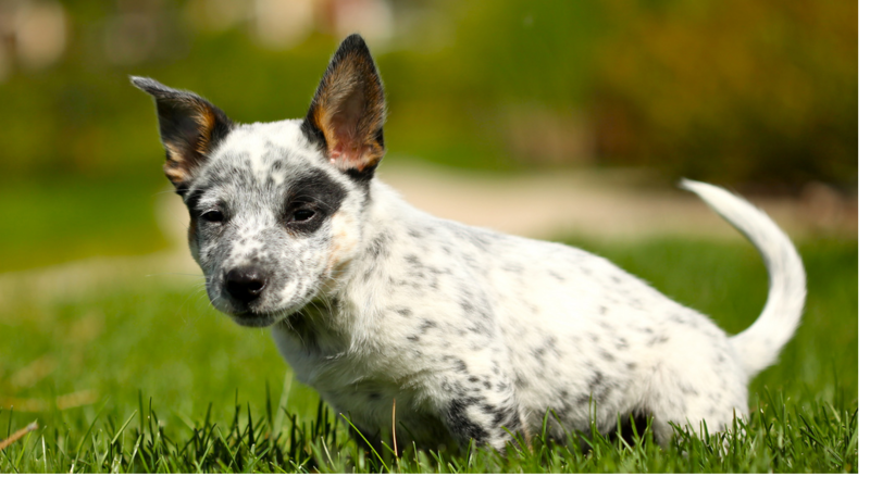 Photo of Australian Cattle puppy in white and black dots.PNG
