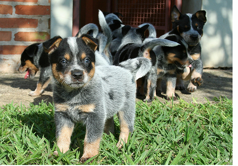 Australian Cattle puppies pictures.PNG
