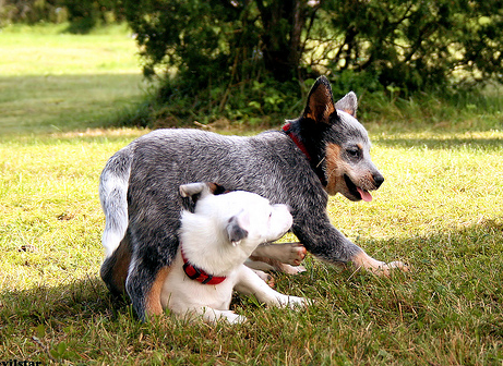 Australian Cattle puppy playing.PNG
