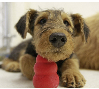 Airedale puppy with its red cone dog toy.PNG
