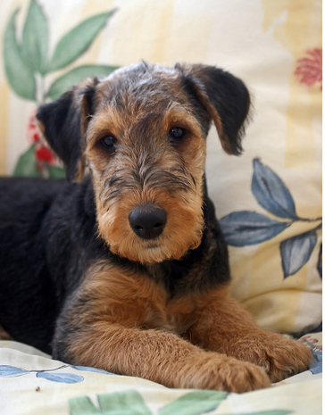 Airedale puppy relaxing on the coach.PNG
