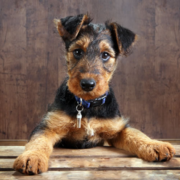 Airedale terrier puppy photos.PNG
