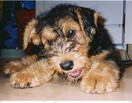 Airedale Terrier Puppy picture.PNG
