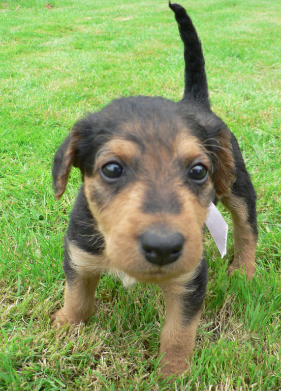 Close up pics of Airedale puppy in tan and black.PNG
