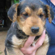 Close up picture of Airedale Pup.PNG
