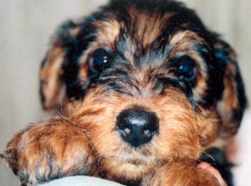 Cute Airedale Puppy in tan and black colors.PNG
