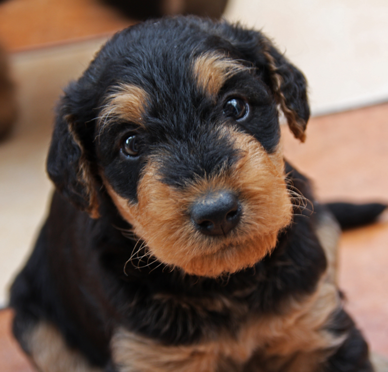 cute dog Airedale puppy pictures.PNG
