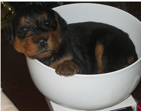 Cute dog pictures of Airedale puppy.PNG
