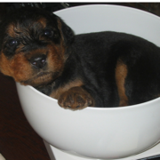 Cute dog pictures of Airedale puppy.PNG
