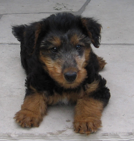 Dog Airedale pup pictures.PNG
